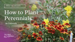 How to Plant Perennials [upl. by Jeramey]