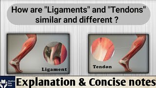 Basic of Ligaments amp Tendons in hindi Similarity  Difference Strain  Sprain in hindi [upl. by Zosema217]