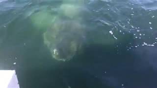 Giant Shark Encounter Barnstable Harbor Cape Cod 2017 [upl. by Ecertal]