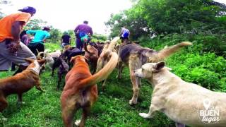 Territorio de Zaguates  Alajuela Costa Rica ¡Qué buen lugar HD [upl. by Ishmael]