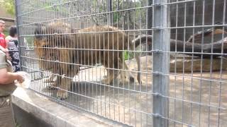 Feeding lions at Omaha zoo [upl. by Llirpa]