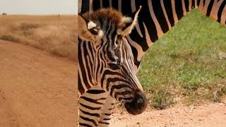 20 Incredible Facts About Zebras  Unveiling Their Striped Mysteries 🦓 zebra animalfacts [upl. by Sivrat]