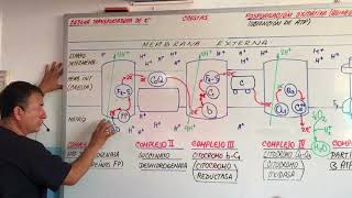 CADENA TRANSPORTADORA DE ELECTRONES  FOSFORILACION OXIDATIVARESPIRACION CELULAR [upl. by Hamfurd]