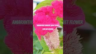 Amaranthus CaudatusVelvet floweramaranthus flowers velvet decorative beautiful nature [upl. by Oruam]