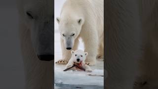 The tender love of a mother bear for her injured cub and sailors kindness touch hearts [upl. by Perrie]