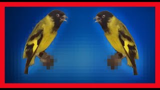 Hooded Siskin Song Hooded Siskin Call Bird Sound  Cabecita Negra Canto  Carduelis Magellanica [upl. by Bengt]