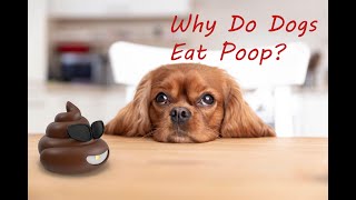 Why Do Dogs Eat Poop  Lets Find Out for Kids  A Comprehensive Exploration of Coprophagia [upl. by Demetris463]