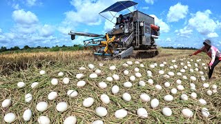 Oh wow wow Great farmer skillfully picks many duck eggs in the field by hand [upl. by Idnerb]