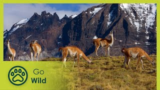 Wild Faces of the Andes  Go Wild [upl. by Yrrek]