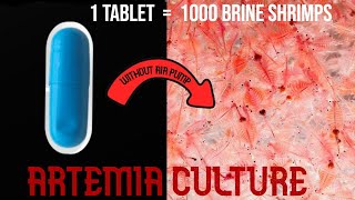 Easy Artemia culture  1000 Brine shrimp Hatch tamil [upl. by Steddman798]