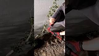 Pruning Brambles Shrub 🌿✂️ Garden Shrubs Plantation 🏡 [upl. by Selassie]