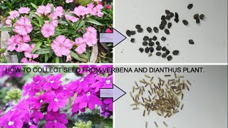 HOW TO EASILY COLLECT SEEDS FROM VERBENA AND DIANTHUS PLANT [upl. by Annahsat154]