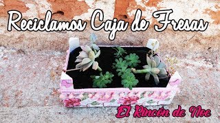 Como hacer macetero con caja de fresas El Rincón de Noe [upl. by Nareht]