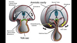 EMBRYOLOGY IX Folding of the Embryonic Disc and Related Disease [upl. by Esinek947]