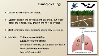 Classification and Structure of Fungi Fungal Infections  Lesson 1 [upl. by Anilorac]