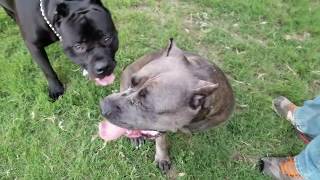 Taking our Cane Corso to the dog park Part1 [upl. by Pizor]