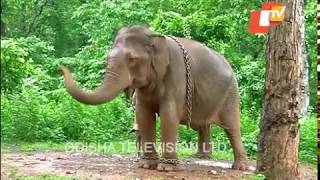 Story of Odisha  Places to Visit in Mayurbhanj  Odisha Tourist Attractions [upl. by Ocinom]