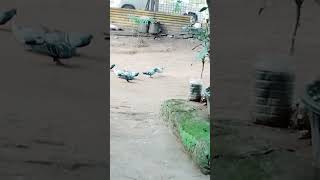 Chaina ki chor birds 🕊️🕊️youtubeshorts viralvideo pets subcribemychennal 🙏🙏 [upl. by Tohcnarf323]