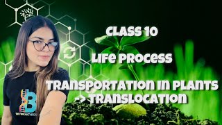 CLASS 10  LIFE PROCESS  TRANSPORTATION IN PLANTS TRANSLOCATION [upl. by Hpotsirhc]