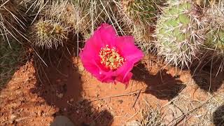 Fort Pearce Historical Site St George Utah 2018 [upl. by Yenruoc]