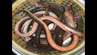 Cooking Spicy Eel Recipe  Hot StirFried Eels  Different Way Of Cooking [upl. by Andria]