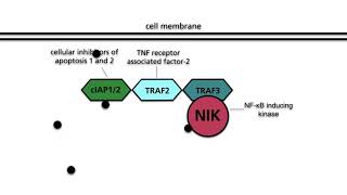 NFκB pathways Part 2 Alternative NFκB pathway [upl. by Maiah]