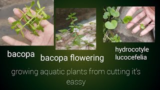 grow aquatic plants like a boss now eassy [upl. by Sharia520]