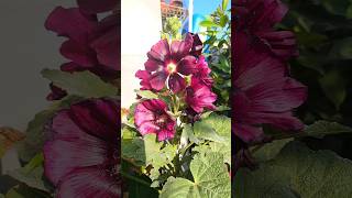 Hollyhock flower plant [upl. by Nylaj]