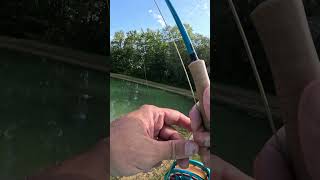 Bluegill on the Fly Fishing one of my favorite ponds flyfishing [upl. by Epuladaug882]