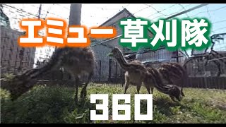 エミューに除草してもらいました。【エミューの飼い方】 [upl. by Meeharb]