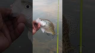 River crappie [upl. by Grissom294]