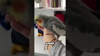 Pajaro celoso de peluche pide atención y tiene una idea [upl. by Adnim]