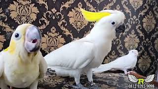 Cockatiels and cockatoo  White parrot brothers [upl. by Johnathon]