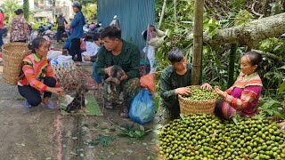 Harvesting canarium fruit Bringing it to the market to sell and buy puppies to raise Farm life [upl. by Nofpets]