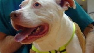 Pit Bull Saves Family During Home Invasion  CUTE ANIMALS Episode 4 [upl. by Burnside]