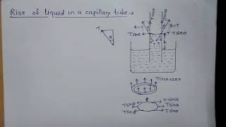 Rise of liquid in a capillary tube Class 12 Physics MH State board [upl. by Llerrud]