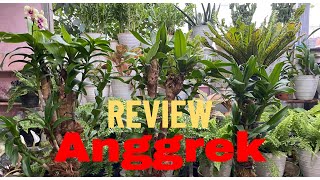 REVIEW ANGGREK METODE TEMPEL PADA POHON HANJUANGyoutube anggrek [upl. by Hairahs438]