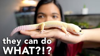 things you DIDNT KNOW about LEOPARD GECKOS [upl. by Lenahc]