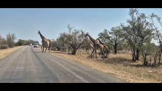 Roadblock Kruger style 🦒 KrugerNationalPark GiraffeCrossing SafariVibes WildlifePhotography [upl. by Bettye]