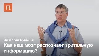 Зрительные центры головного мозга — Вячеслав Дубынин [upl. by Enimsaj]