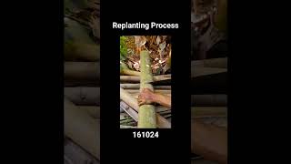 Replanting Process novibambooshare [upl. by Perrin902]