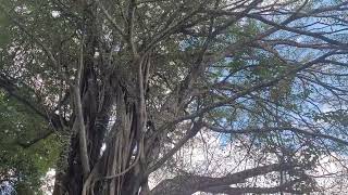 Tanzania Hornbills at Irente Farm [upl. by Sema]