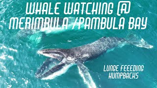 Whale watching  Merimbula Pambula bay [upl. by Jerrylee89]