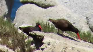 Black Oystercatchers Rock Tossing [upl. by Aral]