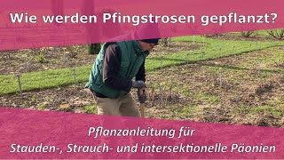 Pfingstrosen Päonien pflanzen  PfingstrosenParadies Tetzlaff [upl. by Helbonnah31]