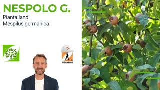 Il Nespolo germanico 🌳 🥝 🥥 🍒 🥭 🌰 Piantaland [upl. by Elli]