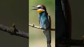 European beeeater Merops apiaster [upl. by Dnomzed]