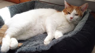 Relaxing Cat Video [upl. by Amabil]