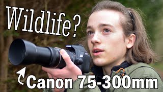 Wildlife Photography with Canon 75300mm kit lens  Putting the lens to the test  75300mm Review [upl. by Belac]