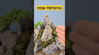 바위솔 이렇게심으면 배수잘되고 좋아요 석부작수강 작품 바위솔 용설 [upl. by Kolodgie721]